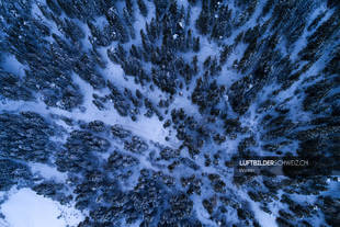 Luftbild Wald im Winter